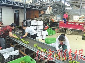 為中小企業(yè)插上騰飛的翅膀 德宏州非公有制經(jīng)濟(jì)信用擔(dān)保中心發(fā)展紀(jì)實(shí)